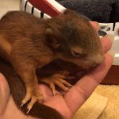 Eichhörnchen-Babys in Not