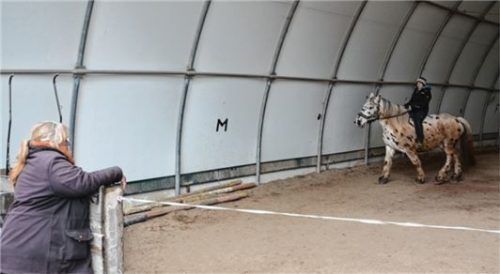 Alexandra Herfort, die Schwiegertochter der Gradls, verschafft einem der Tiere der „Lucky Horse Ranch“ Bewegung.