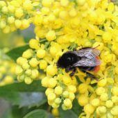 „Hummel-Hotline“ ist wieder am Start