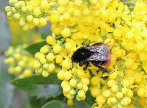 Bienenfleißig haben Bürger aus Stadt und Landkreis Rosenheim im vergangenen Jahr Fotos von gesichteten Hummeln an die Hummel-Hotline gemeldet. Foto re