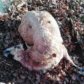 Gründet sich in Siegsdorf ein Wolfsrudel?