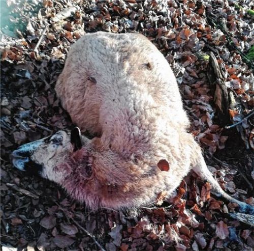 Die Kamerun-Schafe lebten wild in Siegsdorf. Foto RE