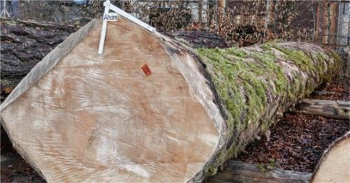 Die sogenannte „Braut“ der Südostbayern-Submission ist ein Bergahorn-Stamm mit 2,24 Festmetern (fm), der den höchsten Preis erzielte.Foto BaySF/Forstbetrieb Ruhpolding