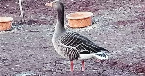 Die zahme Wildgans Charly war Rolf Hofs treuer Begleiter. Foto Privat