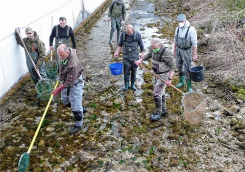 Ein Abfischtrupp in Aktion im Werkkanal. Insgesamt wurden fast über 500 Fische und ein großer Fluskrebs umgesetzt. Foto HOffmann