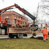 Kolbermoor wird noch grüner