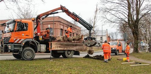 Ein neuer Spitzahorn für den kleinen Platz an der Brückenstraße: (von links) Sebastian Demmel, Klaus Wanka, Ibraimi Rijad und Michael Schmidt vom Bauhof pflanzen ihn ein.Fotos Riediger