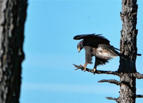 Einer der Steinadler aus dem Priental landet auf einem abgestorbenen Baum. Dieses Foto gelang Johannes Almer aus Prien, als er im vergangenen September südlich der Kampenwand unterwegs war. Foto Almer