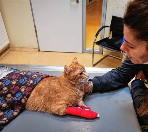 Einige Tage nach dem Unfall: Kater Luca und Ayse Tap, Mutter der Besitzerin.Fotos privat