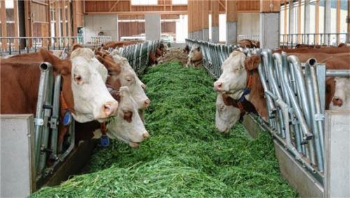 In Ruhe fressen: Kühe am Fütterungssystem.Foto Eder