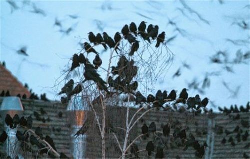 Lautstark, aber nicht überall unbeliebt: Saatkrähen fühlen sich inzwischen auch in Städten wohl. Foto dpa