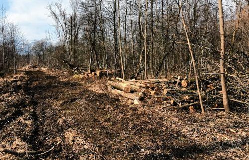 Massive Rodungen im Bereich der bundeseigenen Liegenschaft „Nußdorfer Au“ haben besorgte Bürger auf den Plan gerufen. Doch schon in wenigen Monaten soll von der scheinbaren Verwüstung nicht mehr viel zu sehen sein, sagen die Verantwortlichen beim Bundesforstbetrieb. Foto Steffenhagen