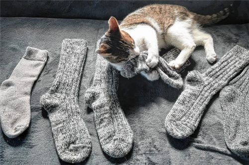 Ob es an dem weichen Material liegt? Kater Mogli scheint seine erbeuteten Socken zu lieben. Foto RE