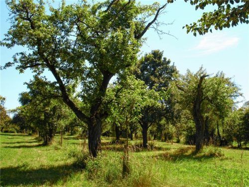 Streuobstwiese: Eine Oase der Artenvielfalt.