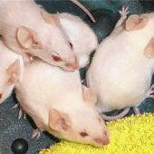 Eine ungewöhnliches Quartett