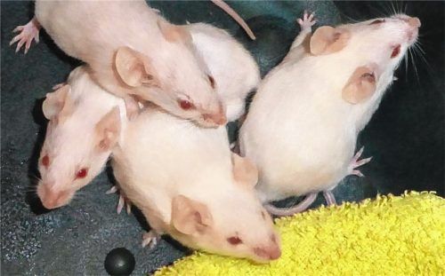 Vier weiße Mäuse: Alba, Alena, Alette und Alma aus dem Tierheim Ostermünchen warten auf einen erfahrenen Mäusedresseur. Foto  Re