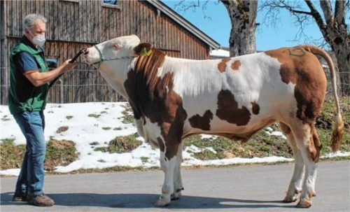 Züchter des 26500 Euro teuren Stieres ist Josef Dickl aus der Gemeinde Bad Endorf. Foto Zuchtverband