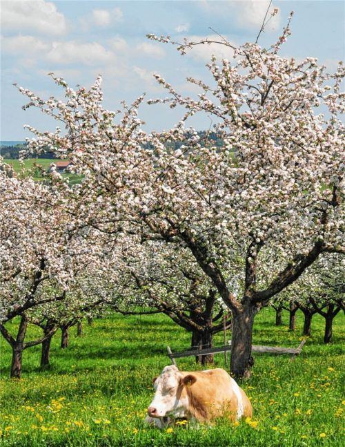 Zufriedene Tiere, natürliche Produkte: Bio aus Bayern erlebt einen Aufschwung.Foto ps