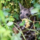 Jäger retten Kitze vor dem Mähtod