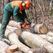 In Bayern wird das Bauholz knapp
