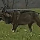 Wolfsverdacht