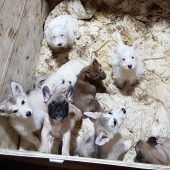 Illegale Züchter nutzen falsch gedachte Tierliebe