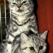 Was Haustiere im Laufe ihres Lebens kosten