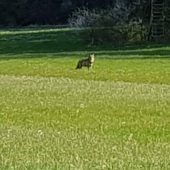 Neue Wolfssichtung?
