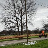 Maibaum nimmt Fahrt auf