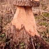 Aus Baumstumpf wird ein Pilz
