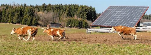 Aus dem Stall hinaus in die große Freiheit: Voller Freude rennen die Jungrinder auf die Weide.Foto heinz