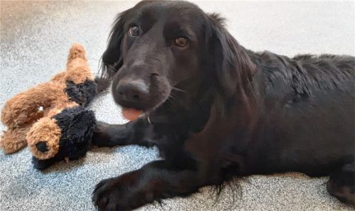Betty ist sieben Jahre alt und sucht eine neues Zuhause.Foto  RE