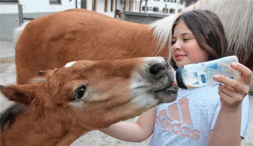 Das Kaltblut-Fohlen Bella wurde kurz vor Ostern von seiner Mutter verstoßen und von einer Haflinger Stute angenommen. Zusätzlich wird das junge Fohlen noch mit der Flasche gefüttert. Die elfjährige Kathi Grandauer ist darin mittlerweile Expertin.Foto  Steffenhagen
