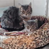 Ein schüchternes Katzenduo