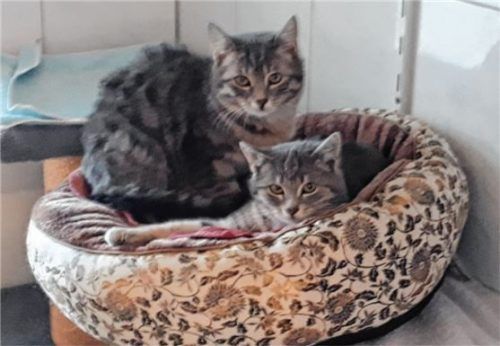 Stubentiger Hugo und Hanna suchen gemeinsam ein neues Zuhause. Foto Re