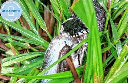 Ein großer Brocken (zweiter Preis): Die Ringelnatter am Weiher in Lohkirchen hatte so viel Hunger, dass sie probierte, gleich einen ganzen Fisch inklusive Nacktschnecke zu verspeisen. Foto Sedlmeier