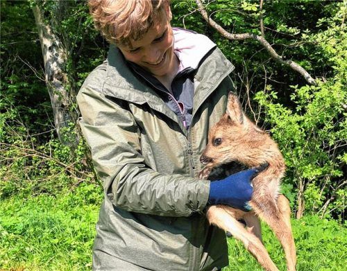 Eine der Rehkitzretter: Mit nach Gras riechenden Handschuhen holt Susanne Bauer die jungen Tiere vorsichtig aus der Wiese. Foto Wildtierhilfe Amerang