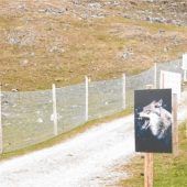 Rückkehr des Wolfs: Besorgnis groß