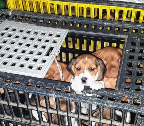 Illegale Welpentransporte nehmen deutschlandweit zu. Auch dies ist eine Folge der Corona-Pandemie. Foto DPA