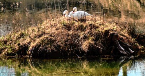Im Weiher auf der Spinnereiinsel hat sich ein Höckerschwanenpaar niedergelassen, Futter finden sie auch im Mangfallkanal. Fotos Klar