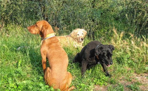 Laut Bürgermeister Christoph Schneider hat sich die Anzahl an Vierbeinern im Gemeindegebiet Neubeuern erhöht. Aber auch immer mehr Besucher zieht es mit ihren Hunden nach Neubeuern. Foto RE