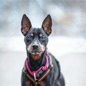 Rocky sucht ein neues Zuhause