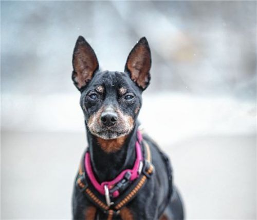 Rocky ist ein liebevoller, kontaktfreudiger und anhänglicher Hund.Foto re