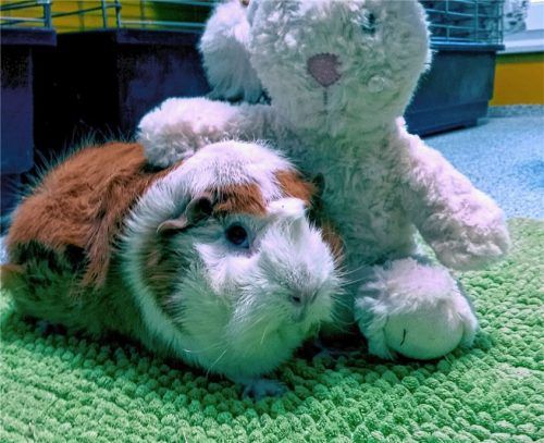 Yeti schmust noch mit seinem Kuschelhasen. Vielleicht findet er bald ein neues Zuhause. Foto  RE