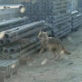 Besuch vom Wolf