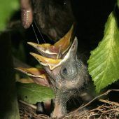 Autolärm stört Vogelgesang