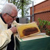 Luftwaffe fürchtet Bienen-Geschwader