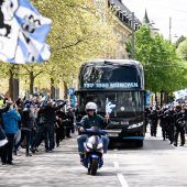 Neu entflammte Löwen-Liebe