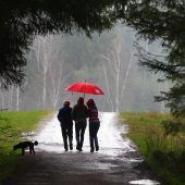 Der Wald erholt sich