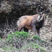 Jungjäger wegen Wilderei verurteilt